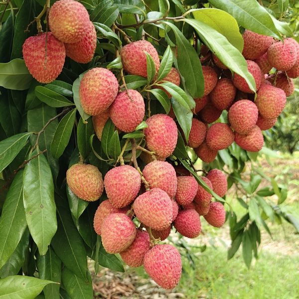 বোম্বাই লিচু ২০০ পিস