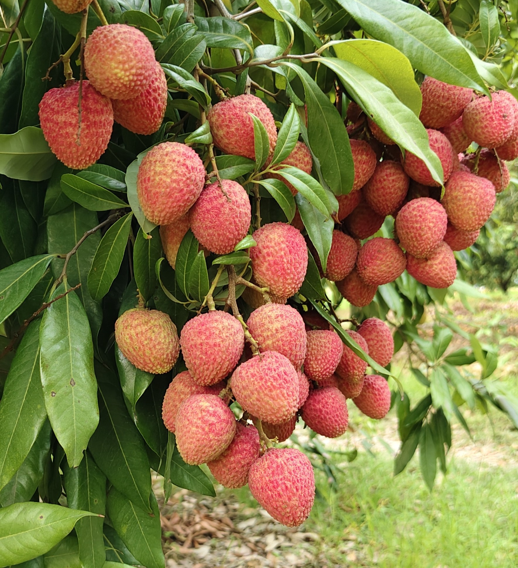 বোম্বাই লিচু ২০০ পিস